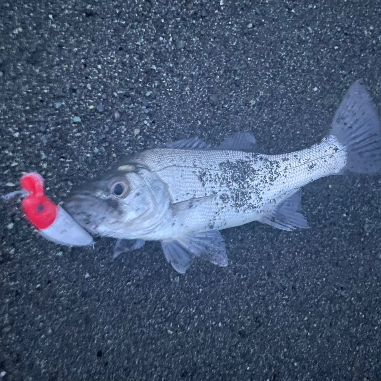 セイゴ（ヒラスズキ）