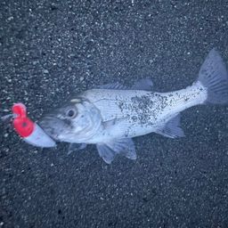 セイゴ（ヒラスズキ）