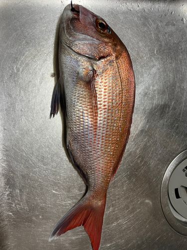 マダイの釣果