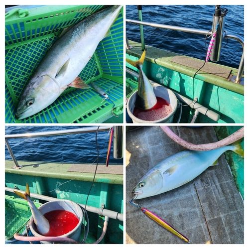 ワラサの釣果
