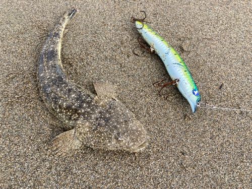 マゴチの釣果