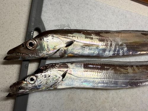 タチウオの釣果