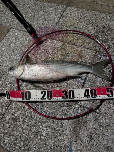 中央埠頭（博多湾）