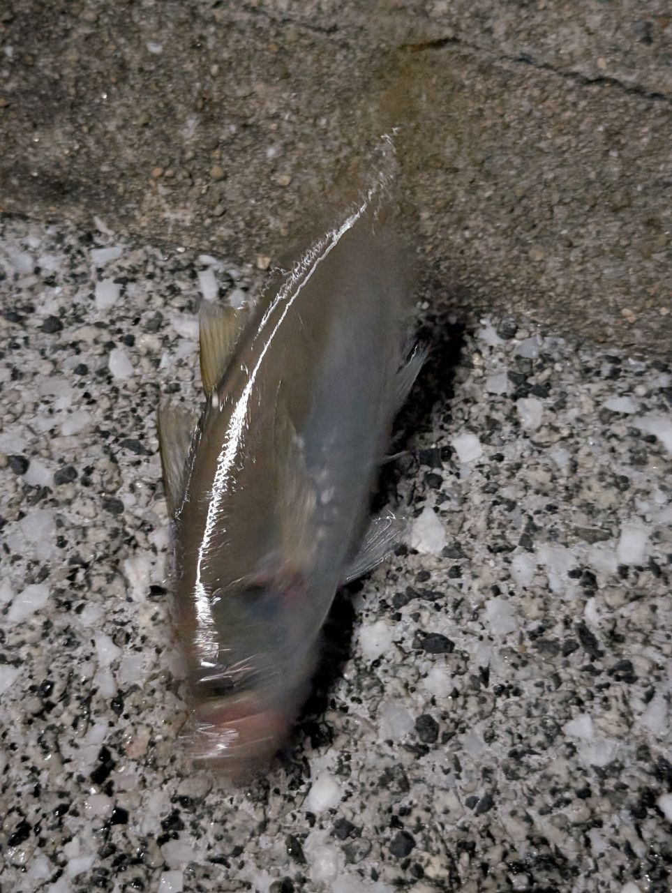 ボラ