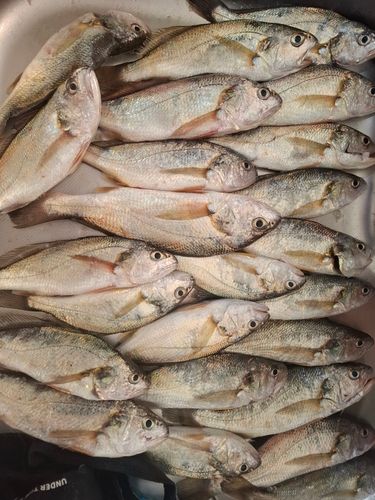 イシモチの釣果