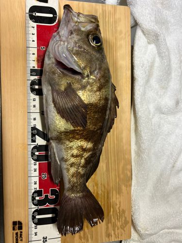 新地町海釣り公園