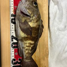 メバル