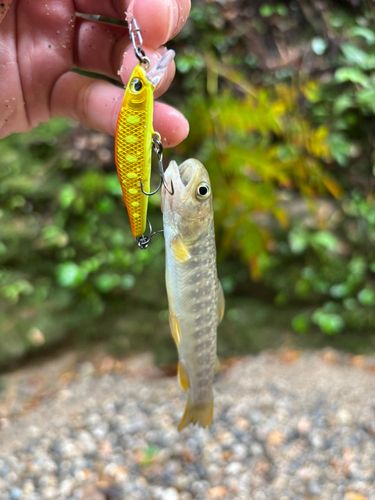 イワナの釣果
