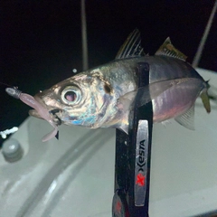 マアジの釣果