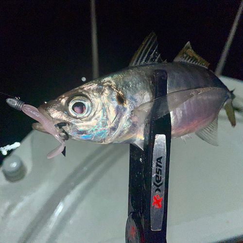マアジの釣果
