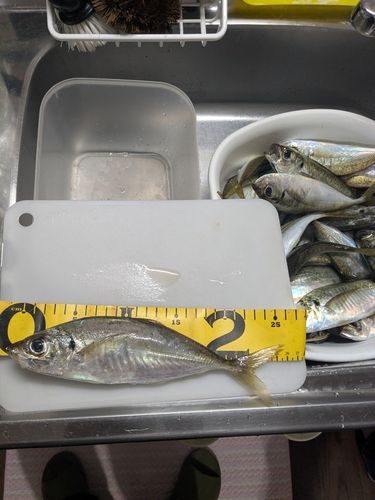 アジの釣果