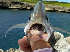 インドカイワリの釣果