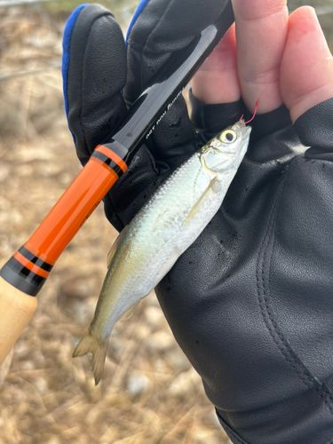 釣果