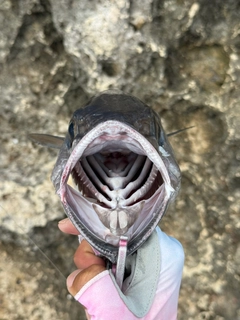 イソマグロの釣果