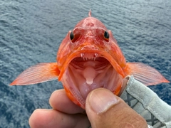 アカハナの釣果