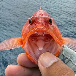 アカハナ