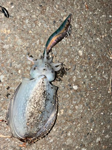 シリヤケイカの釣果
