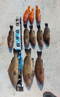 オオモンハタの釣果
