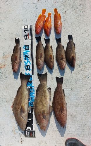 オオモンハタの釣果