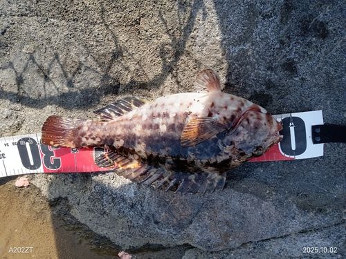 ブダイの釣果