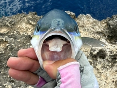 ツムブリの釣果