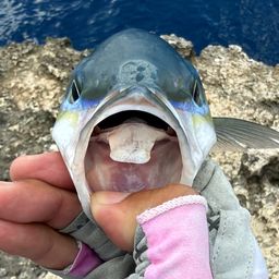 ツムブリ