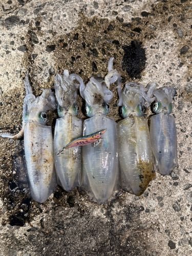 アオリイカの釣果