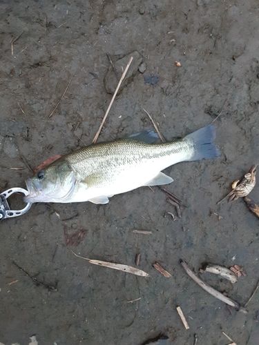 釣川