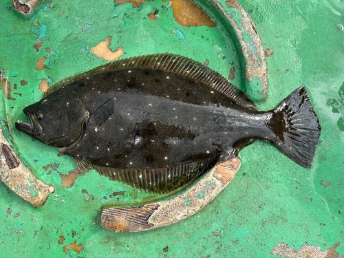 ヒラメの釣果