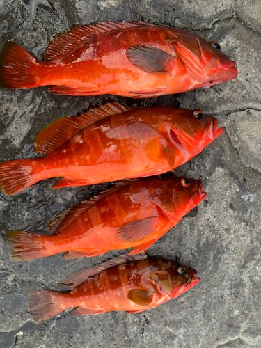 アカハタの釣果