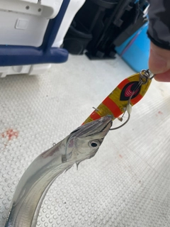 タチウオの釣果