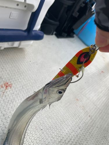 タチウオの釣果