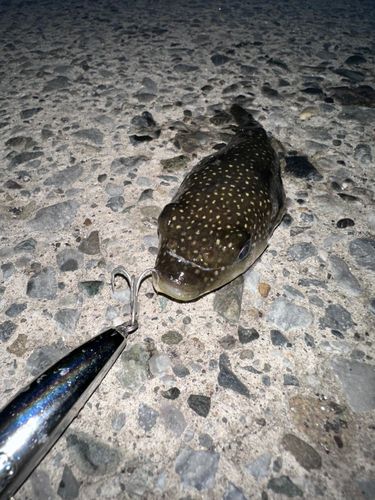 クサフグの釣果