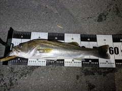 フッコ（マルスズキ）の釣果