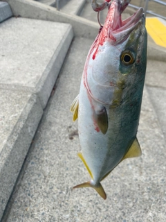 ハマチの釣果