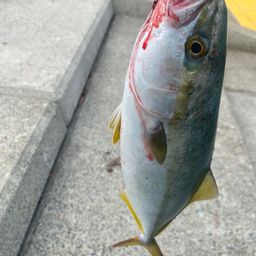 ハマチ
