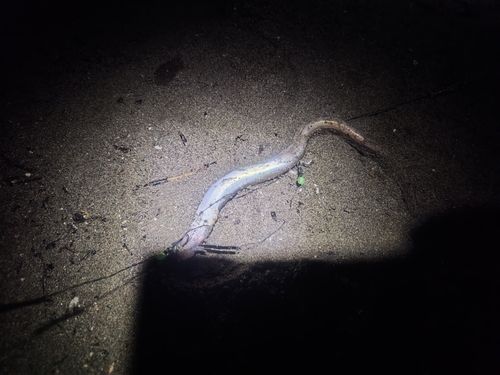 マアナゴの釣果