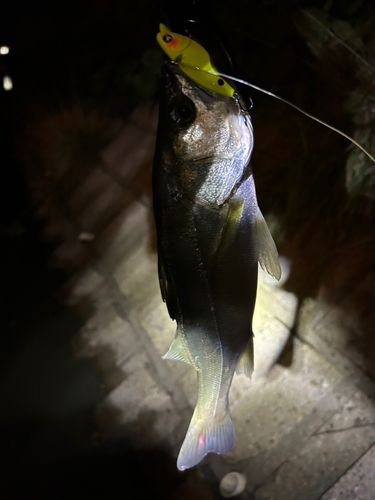スズキの釣果