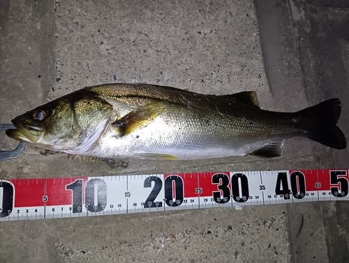 シーバスの釣果