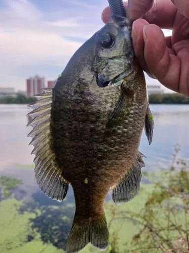 ブルーギルの釣果