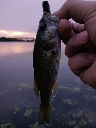 ラージマウスバスの釣果