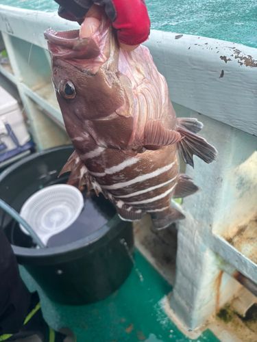 マハタの釣果