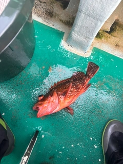 ウッカリカサゴの釣果