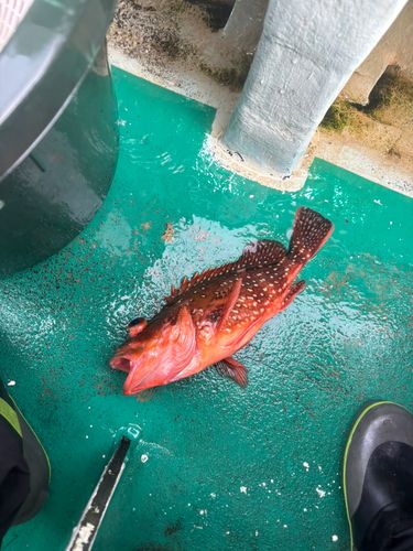 ウッカリカサゴの釣果
