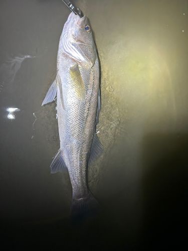 スズキの釣果