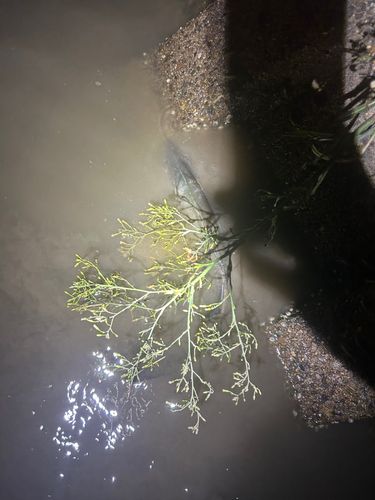 スズキの釣果