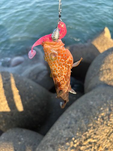 キジハタの釣果