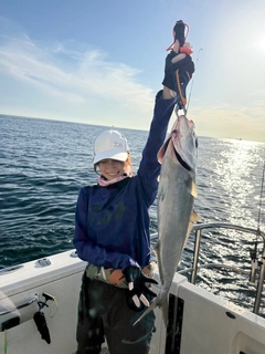 カンパチの釣果