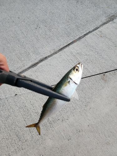 サバの釣果