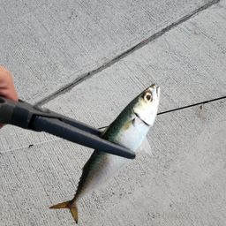 サバ